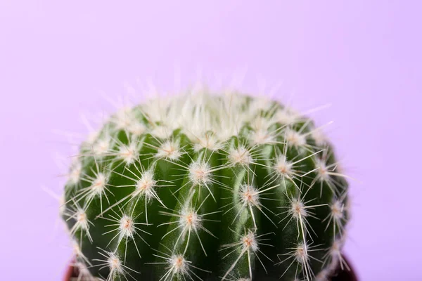 紫色の背景に美しい緑のサボテン クローズアップ 熱帯植物 — ストック写真