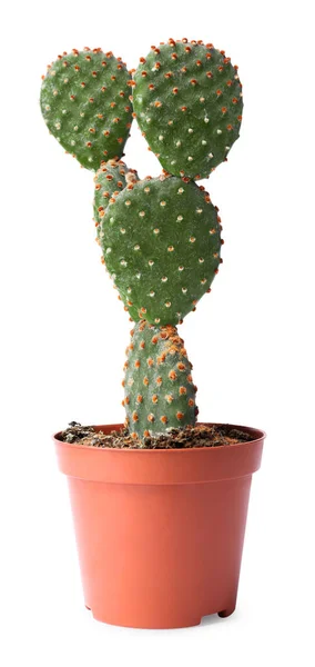 Vacker Opuntia Kaktus Potten Vit Bakgrund — Stockfoto