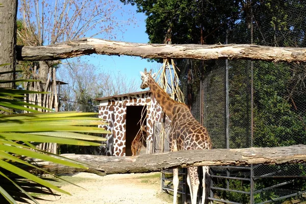 Hermosas Jirafas Manchadas Detrás Una Barrera Madera Zoológico — Foto de Stock