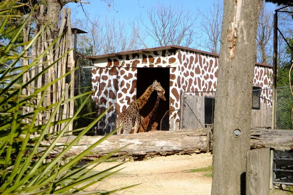 Schöne Gefleckte Giraffen Hinter Holzbarriere Zoo — Stockfoto