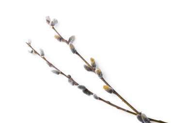 Beautiful pussy willow branches with flowering catkins isolated on white, top view