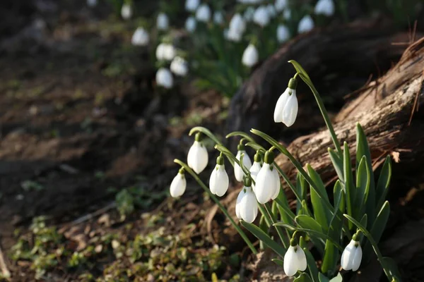 Красиві Квітучі Снігові Краплі Ростуть Відкритому Повітрі Простір Тексту Весняні — стокове фото