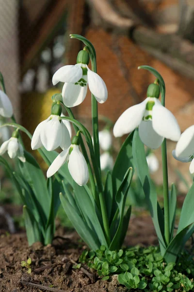 Hermosas Gotas Nieve Blancas Flor Que Crecen Aire Libre Flores —  Fotos de Stock