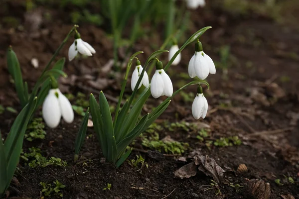 Beautiful White Blooming Snowdrops Growing Outdoors Space Text — Stock Photo, Image