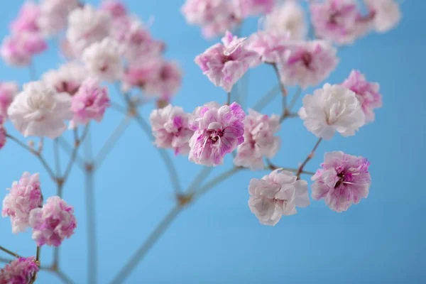 Hermosas Flores Teñidas Gypsophila Sobre Fondo Azul Claro Primer Plano —  Fotos de Stock