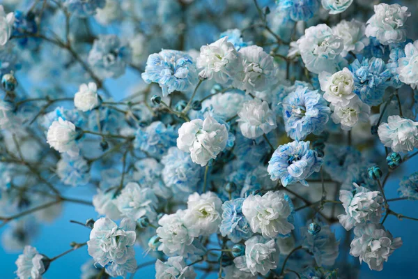 Många Vackra Färgade Zigenare Blommor Ljusblå Bakgrund Närbild — Stockfoto