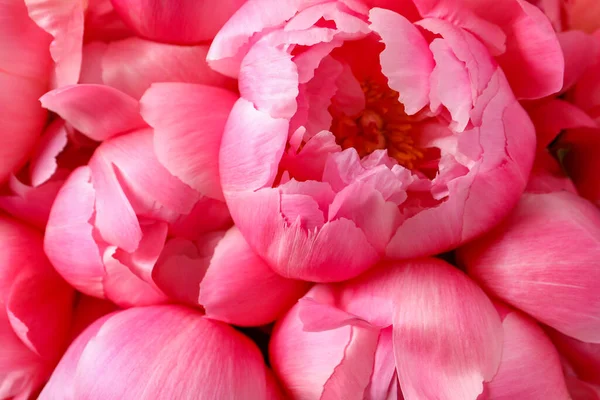 背景として多くの美しいピンクの牡丹 トップビュー — ストック写真