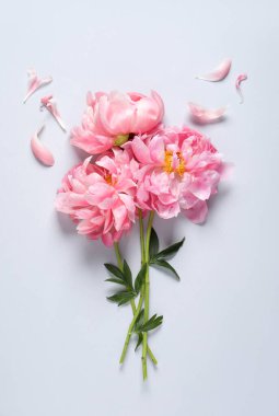 Beyaz arka planda bir sürü güzel pembe şakayık ve taç yaprakları var.