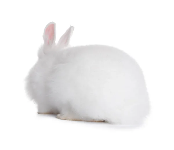 Fluffy Rabbit White Background Cute Pet — Stockfoto