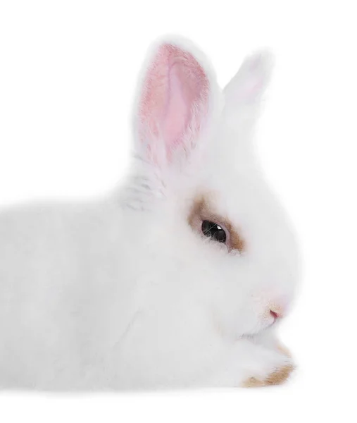 Fluffy Rabbit White Background Closeup Space Text Cute Pet — Stock Photo, Image