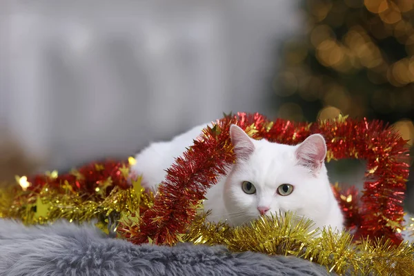 Leuke Kat Met Kerstknutsel Liggend Bontdeken Knusse Kamer Ruimte Voor — Stockfoto