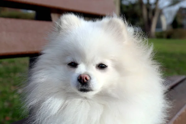 Cute Fluffy Pomeranian Dog Wooden Bench Outdoors Closeup Lovely Pet — ストック写真