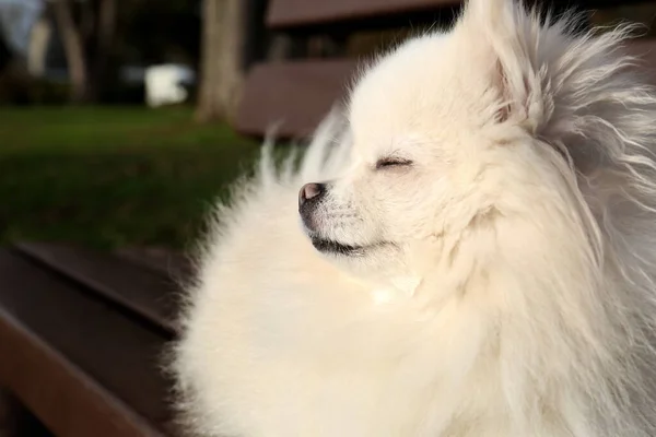 Cute Fluffy Pomeranian Dog Wooden Bench Outdoors Closeup Lovely Pet — Foto Stock