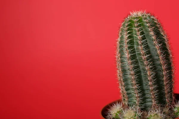 stock image Beautiful green cactus in pot on red background, space for text. Tropical plant