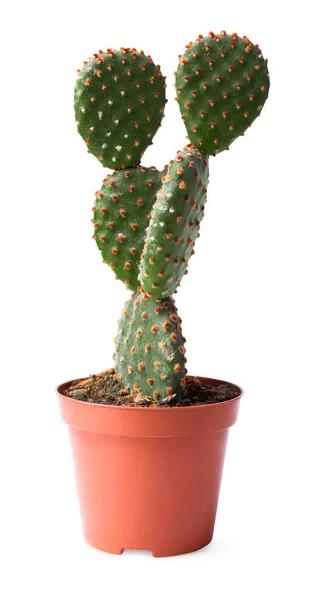 Mooie Opuntia Cactus Pot Witte Achtergrond — Stockfoto
