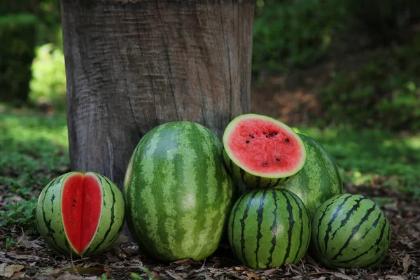 stock image Many ripe whole and cut watermelons outdoors