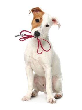 Beyaz arka planda ağzında tasma tutan şirin Jack Russell Terrier.