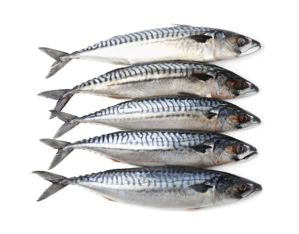 Wiele Smacznych Surowych Makreli Wyizolowanych Białym — Zdjęcie stockowe