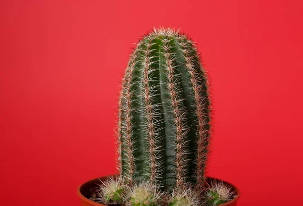 Gyönyörű Zöld Kaktusz Pot Piros Háttér Trópusi Üzem — Stock Fotó