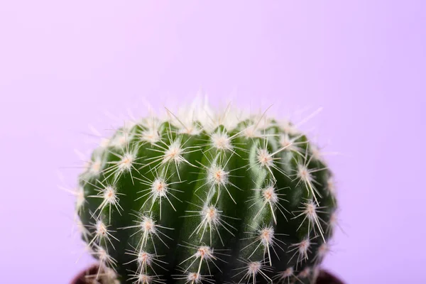 Piękny Zielony Kaktus Fioletowym Tle Zbliżenie Roślina Tropikalna — Zdjęcie stockowe