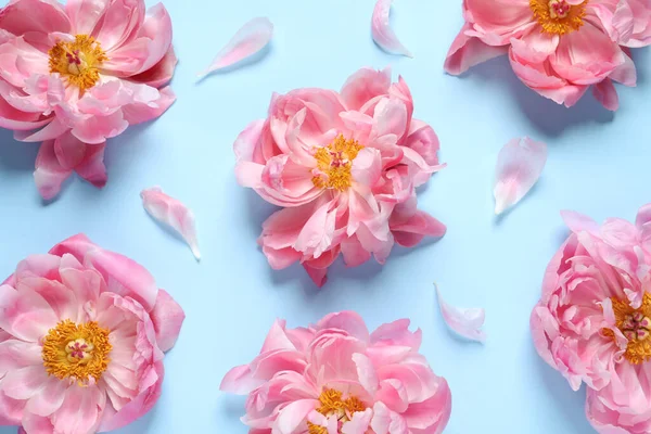 stock image Flat lay composition with beautiful pink peonies on light turquoise background