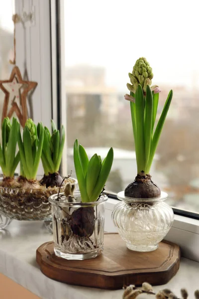 Spring Coming Beautiful Bulbous Plants Windowsill Indoors Royalty Free Stock Photos