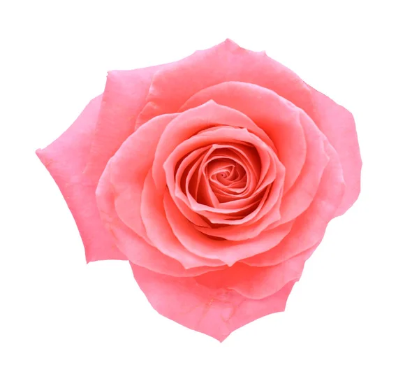 Gyönyörű Rózsaszín Rózsa Gyengéd Szirmok Fehér Háttér Felső Nézet — Stock Fotó