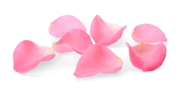 Красивые Розовые Лепестки Цветов Розы Белом Фоне — стоковое фото