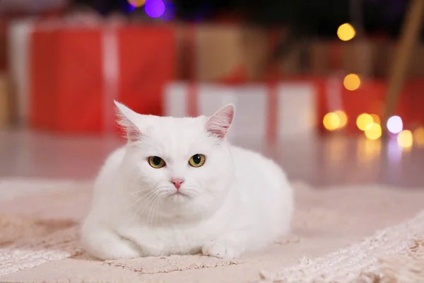 Kerstsfeer Schattige Kat Liggend Tapijt — Stockfoto