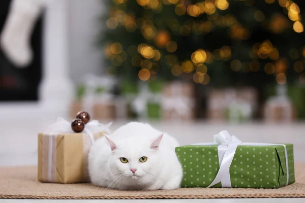 Christmas Atmosphere Adorable Cat Lying Gift Boxes Rug Cosy Room — Stockfoto