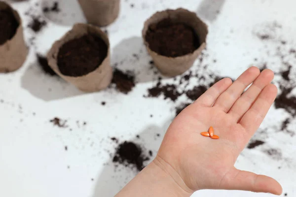 Kleines Mädchen Mit Gemüsesamen Weißen Tisch Nahaufnahme Raum Für Text — Stockfoto