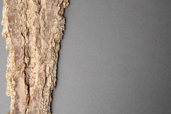 Tree Bark Piece Gray Background Top View Space Text — Photo