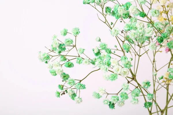 Hermosas Flores Gypsophila Coloridas Sobre Fondo Blanco — Foto de Stock