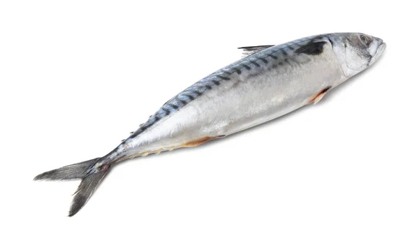 Jedna Chutná Syrová Makrela Izolovaná Bílém — Stock fotografie