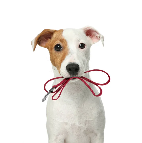 可爱的Jack Russell Terrier 白色背景的嘴上挂着皮带 — 图库照片
