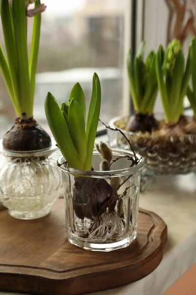Spring Coming Beautiful Bulbous Plants Windowsill Indoors Stock Photo