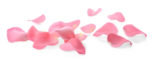 Hermosa Rosa Pétalos Flores Sobre Fondo Blanco — Foto de Stock