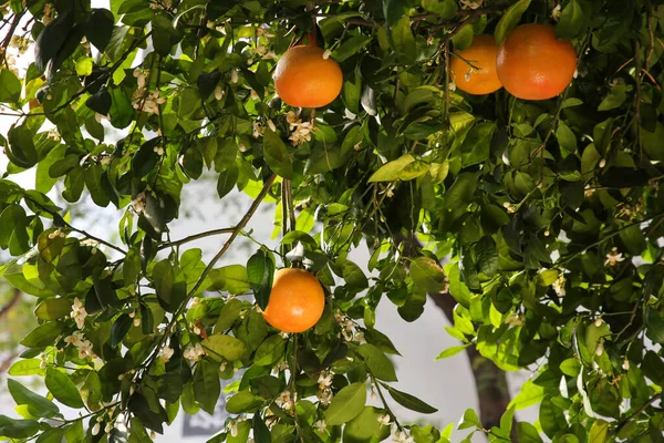Fresh Ripe Grapefruits Growing Tree Outdoors — Stock Photo, Image