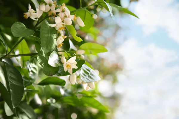Beautiful Blossoming Grapefruit Tree Outdoors Spring Day Space Text — Stock Photo, Image