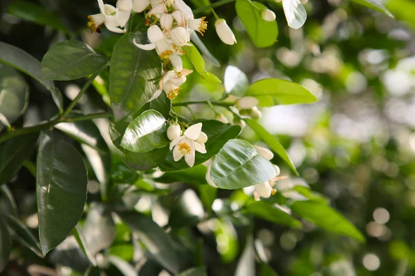 Beautiful blossoming grapefruit tree outdoors on spring day