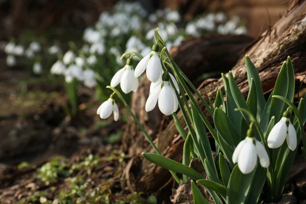Hermosas Gotas Nieve Blancas Flor Que Crecen Aire Libre Flores —  Fotos de Stock