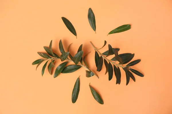 橄榄枝 叶鲜绿色 背景为淡橙色 — 图库照片