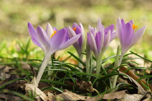 Dışarıda Yetişen Güzel Kır Çiçekleri Yakın Çekim Manzarası — Stok fotoğraf