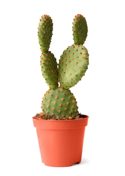 Schöner Opuntia Kaktus Topf Auf Weißem Hintergrund — Stockfoto