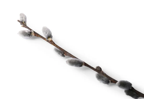 Beautiful Pussy Willow Branch Flowering Catkins Isolated White — Stok fotoğraf