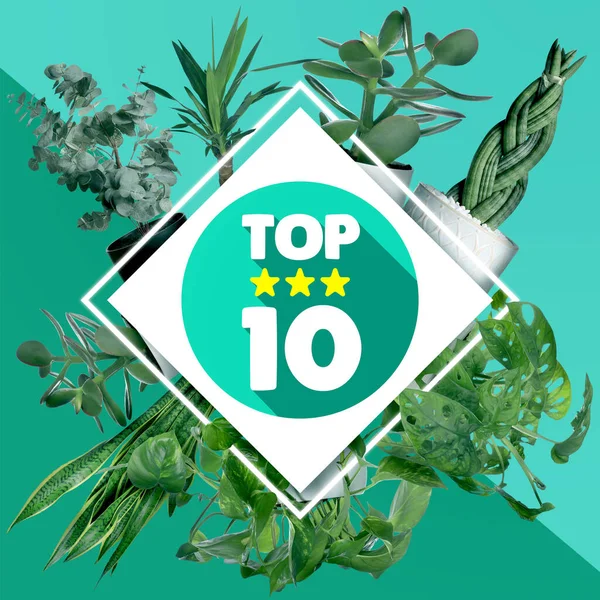 Top ten list of houseplants on teal and turquoise background
