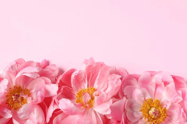 Gyönyörű Bazsarózsa Rózsaszín Háttérrel Lapos Fektetés Szöveg Helye — Stock Fotó