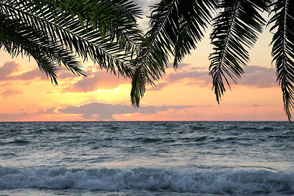 在海洋上美丽的落日 透过棕榈树的叶子看 — 图库照片