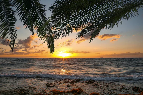 Picturesque sunset on ocean, view through palm tree leaves