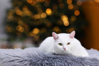 Noel atmosferi. Hoş bir kedi, rahat bir odada kürkün üzerinde yatıyor. Metin için boşluk